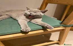 British Shorthair cats for sale: ⭐ Beautiful British Shorthair Hazel, 3.5 Years Old - Advert 6