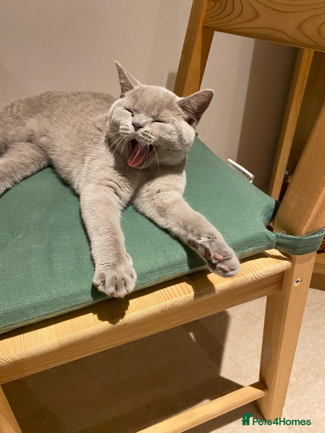 British Shorthair cats for sale: ⭐ Beautiful British Shorthair Hazel, 3.5 Years Old - Advert 6