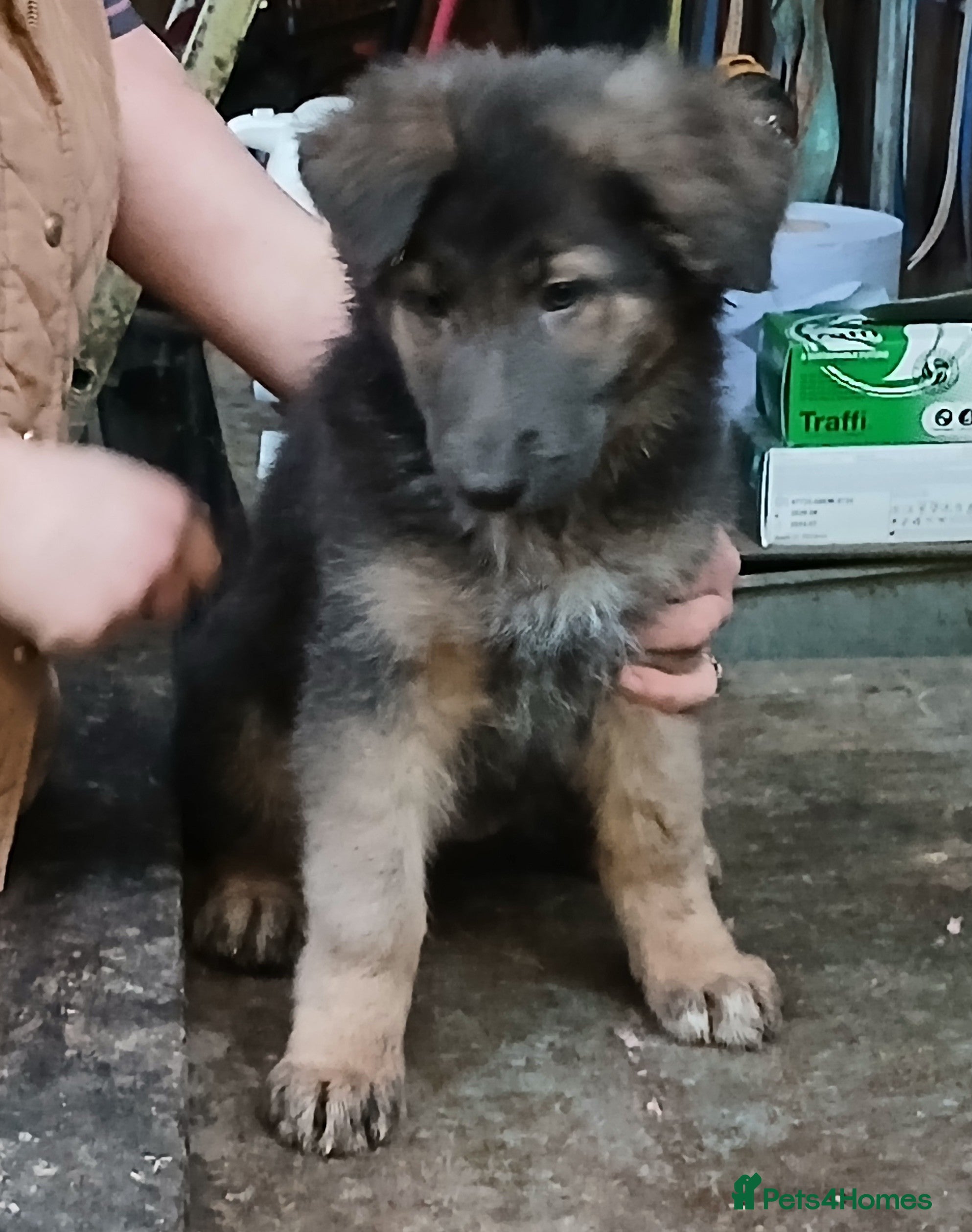 Mixed Breed dogs German Shephard/Cross - Advert 9