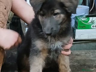Mixed Breed dogs German Shephard/Cross - Advert 4