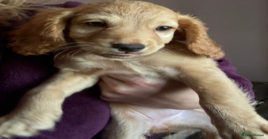 Cockapoo dogs - Advert 2