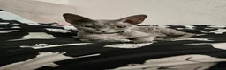 Devon Rex cats for sale: Devon rex 6 month old blue females - Advert 2