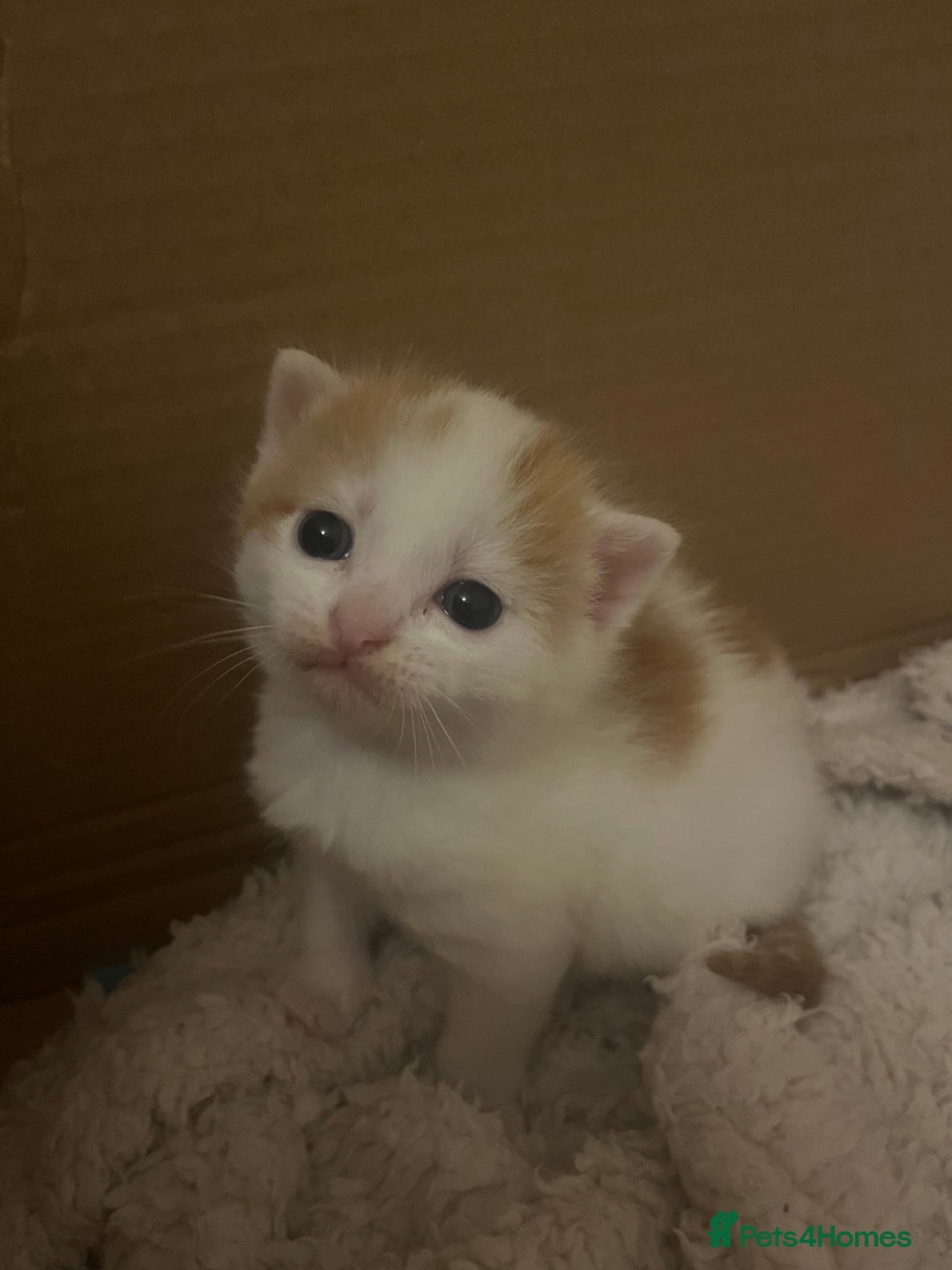 American Shorthair cats for sale: 2 ginger and white calico kittens  - Advert 5