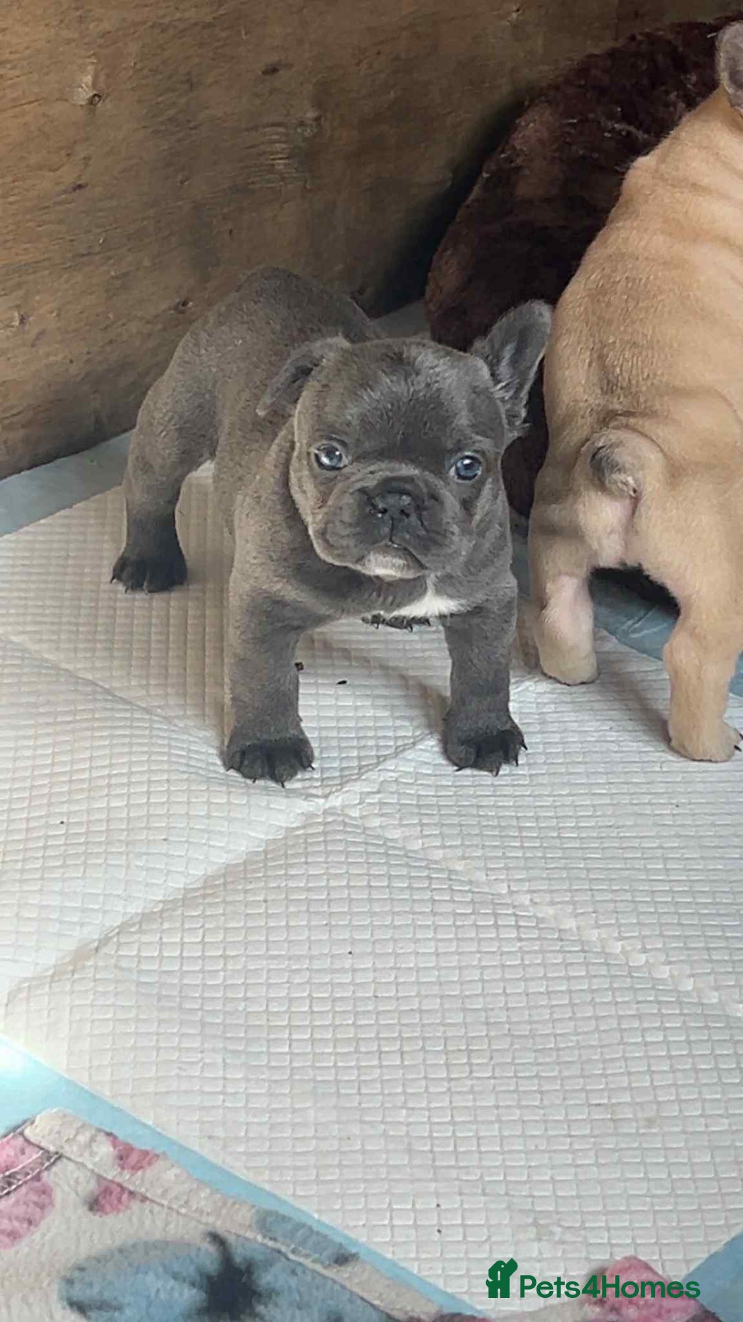 French Bulldog dogs for sale: Beautiful French bulldog puppies  - Image 4