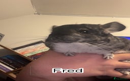 Chinchilla rodents for sale: male  chinchillas for sale looking for good home  - Image 2