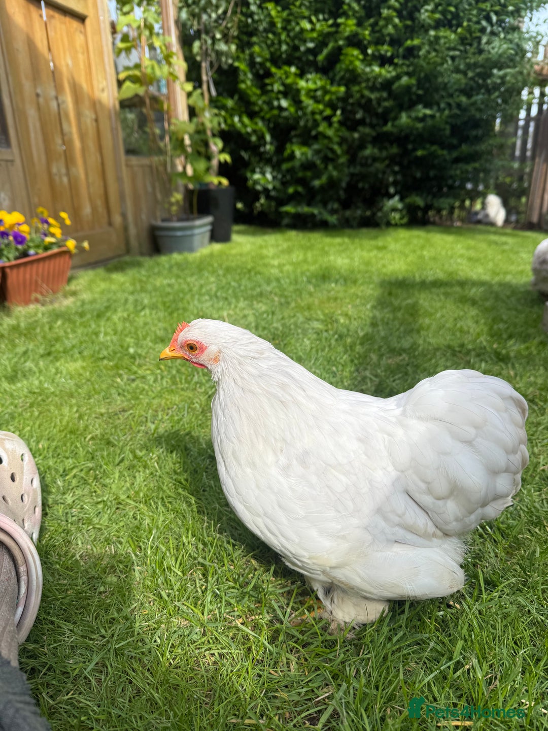 Chickens poultry for sale: Pekin bantam pair  - Image 6