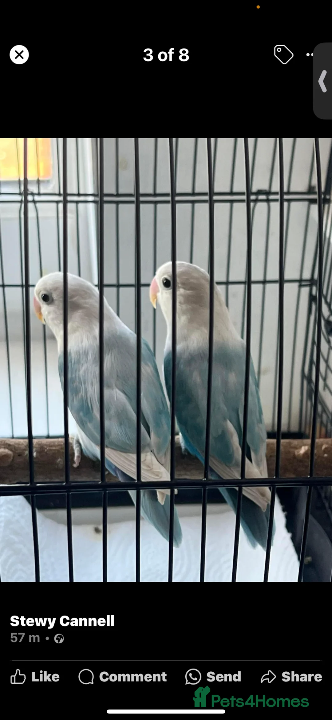 Lovebirds birds for sale: 2 male love birds  - Advert 4
