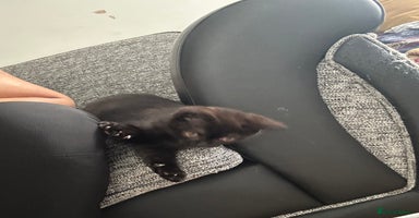 British Shorthair cats - Advert 2