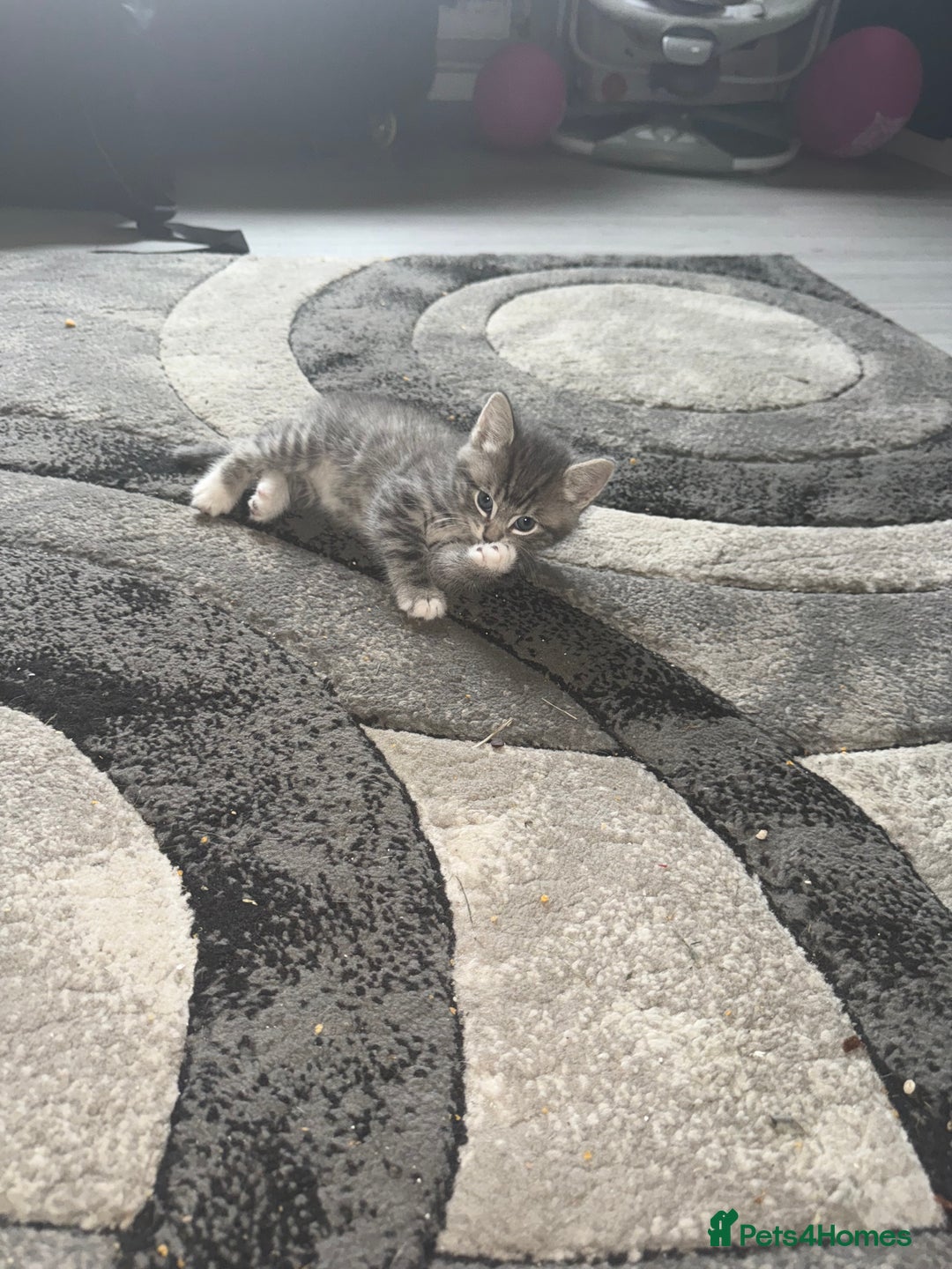 Norwegian Forest Cat cats for sale: Fluffy bundles of joy ready now  - Image 12