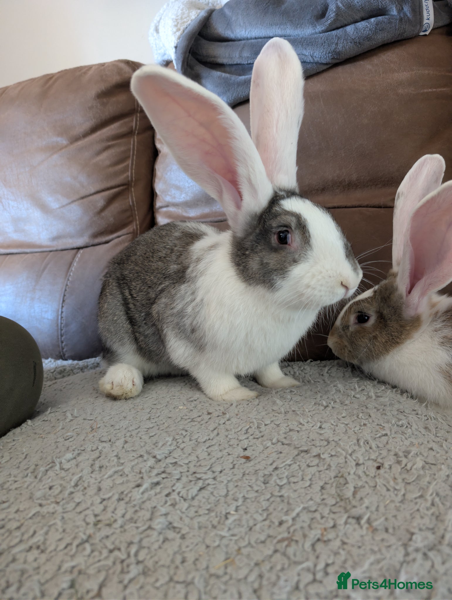 Continental Giant rabbits Ready now lovely boys  - Advert 6