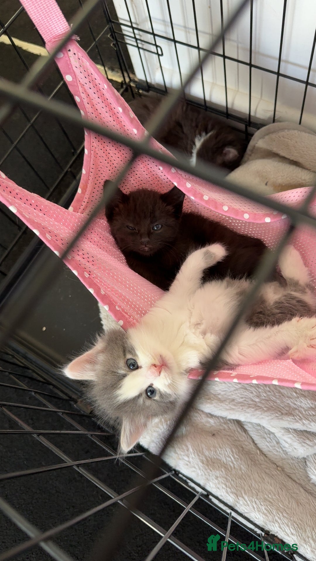 Mixed Breed cats for sale: 2 beautiful female cats **one being half ragdoll** - Image 3