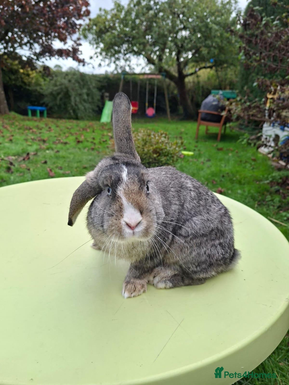 Mixed Breed rabbits Dwarf lop mix. Buck for sale. - Advert 18