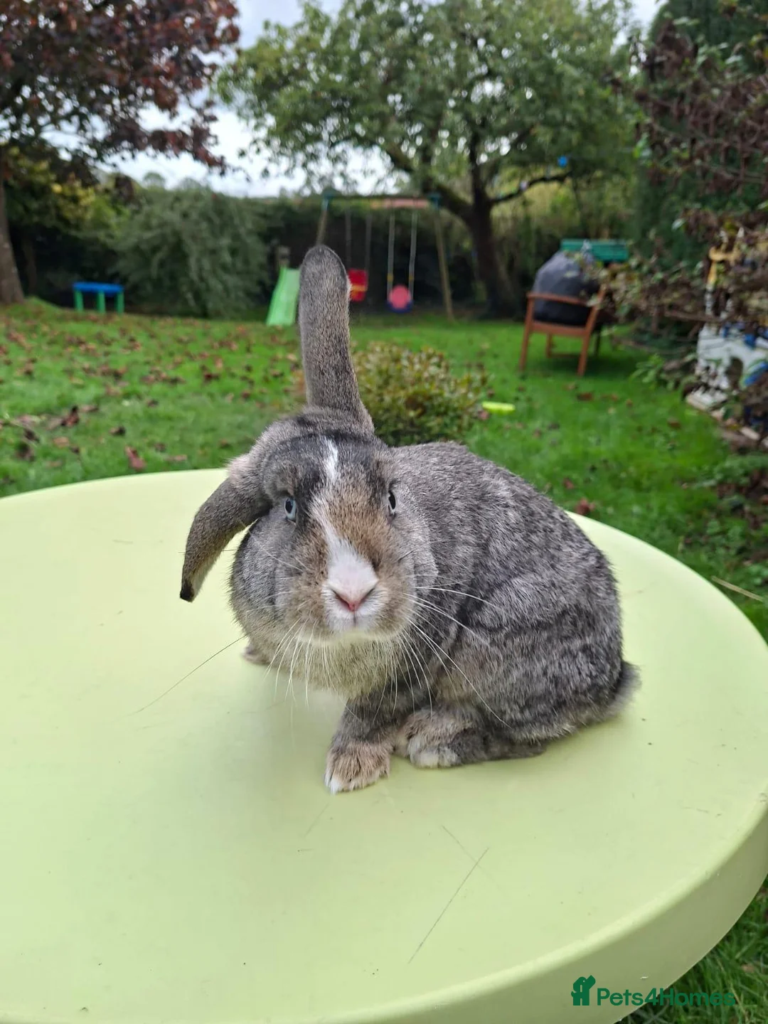 Mixed Breed rabbits for sale: Dwarf lop mix. Buck for sale. - Advert 1