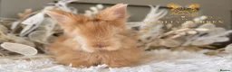 Angora rabbits for sale: BEAUTIFUL LITTER OF ANGORAS - Advert 24