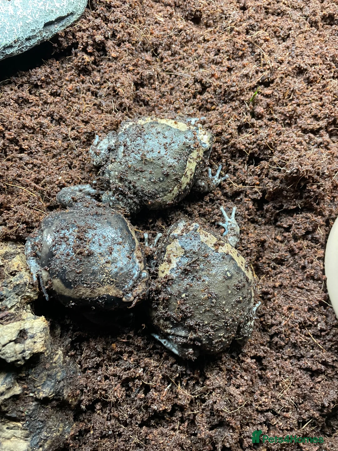 Frog reptiles for sale: Chubby frogs  in Dunfermline - Advert 2