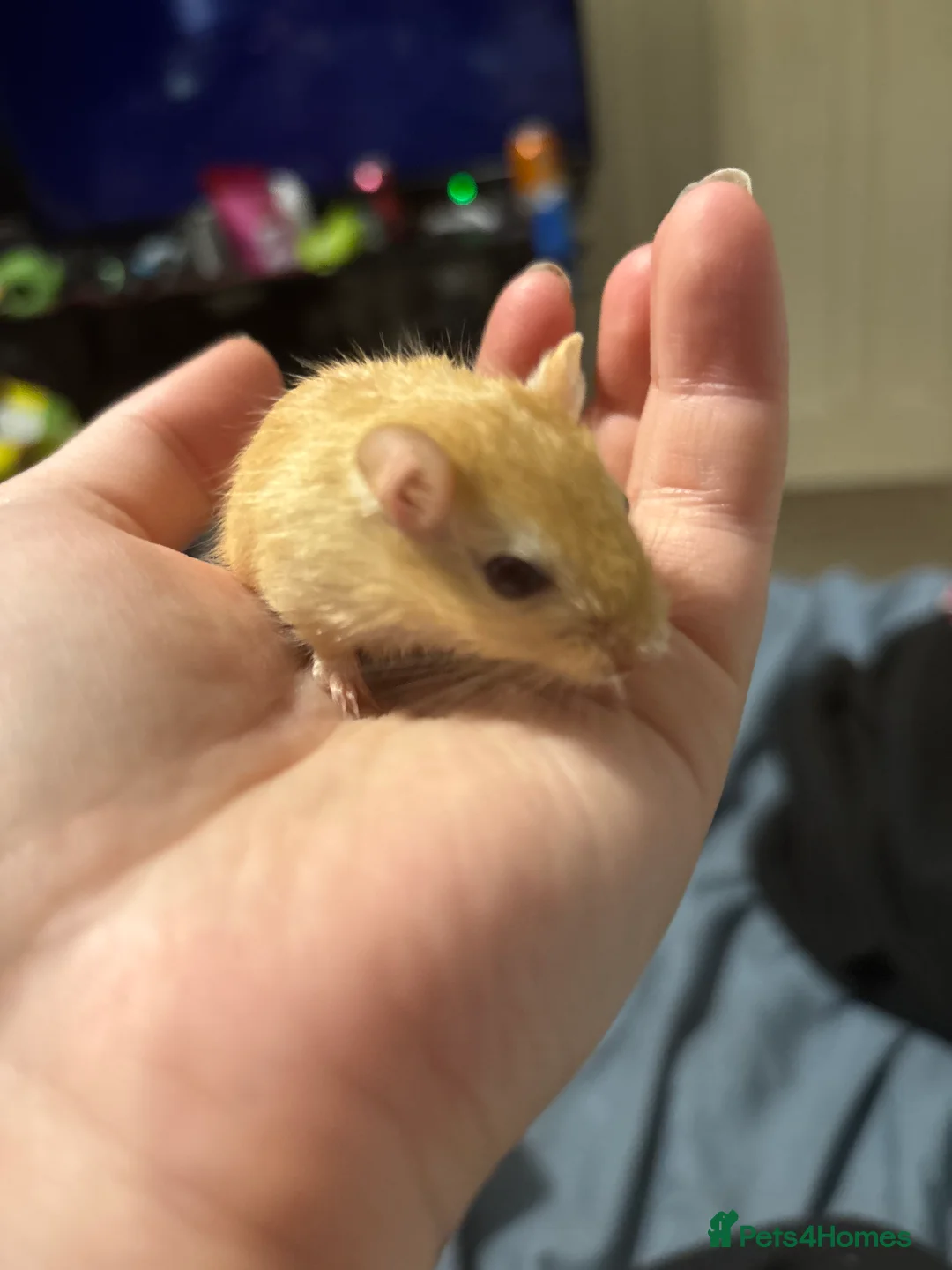 Gerbil rodents for sale: Baby gerbil for sale  - Advert 3