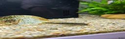 Catfish fish for sale: otocinclus - Advert 3