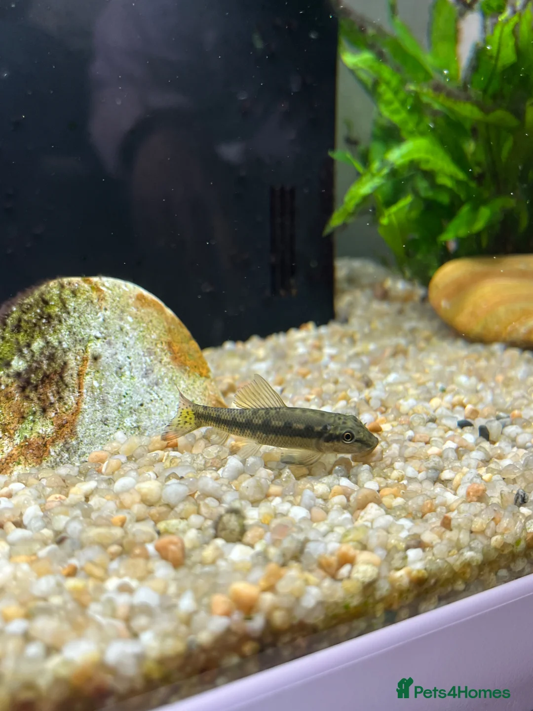 Catfish fish for sale: otocinclus - Advert 3