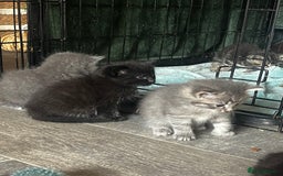 Persian cats for sale: Beautiful Kittens - Image 5