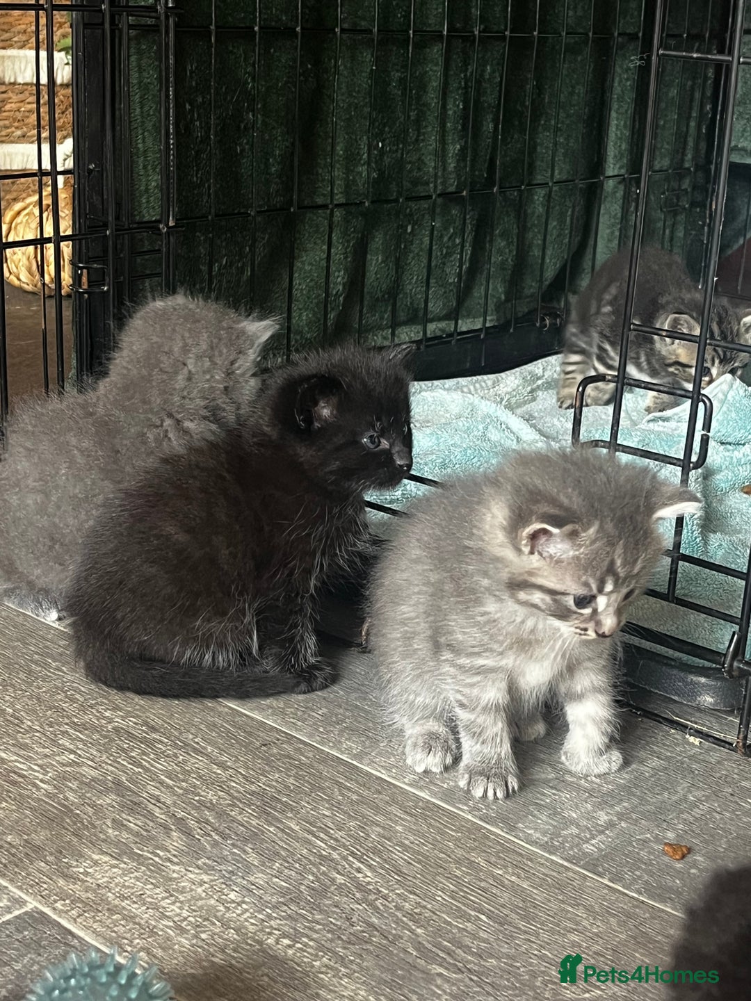 Persian cats for sale: Beautiful Kittens - Image 5