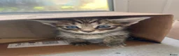 Mixed Breed cats for sale: 6 very sweet Kitties - Advert 10