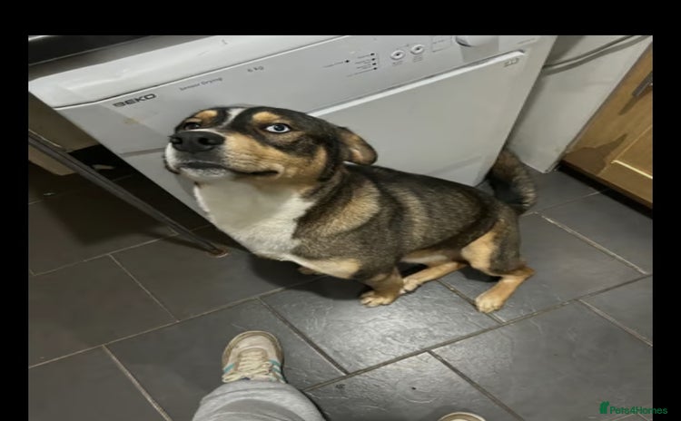 Mixed Breed dogs - Advert 8