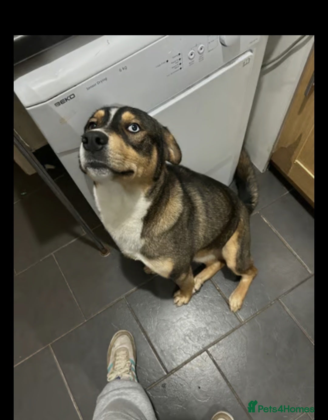 Mixed Breed dogs for sale: Male husky cross - Image 1
