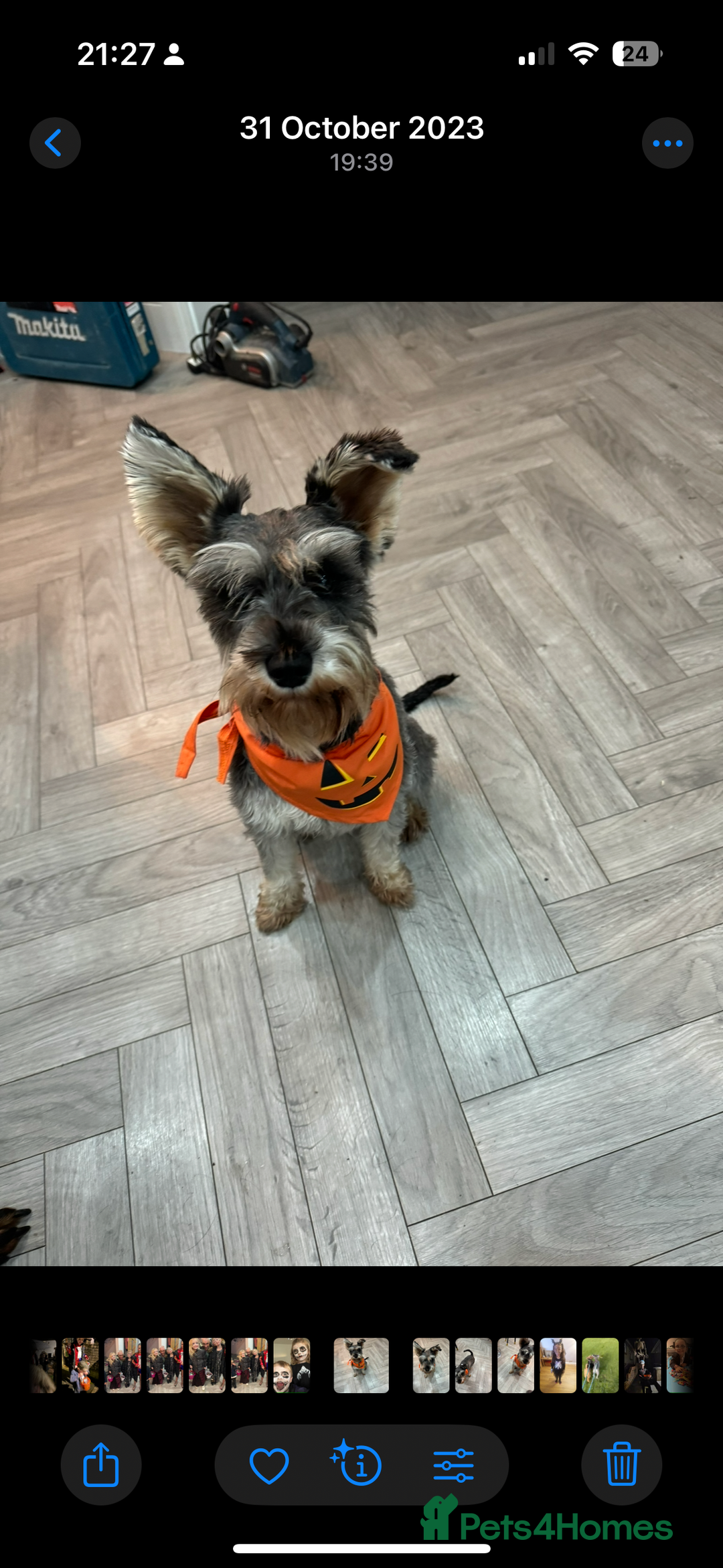 Miniature Schnauzer dogs for sale: Miniature Schnauzer pups for sale - Advert 2