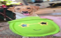 Labrador Retriever dogs for sale: Nova our bouncy young lady - Image 3