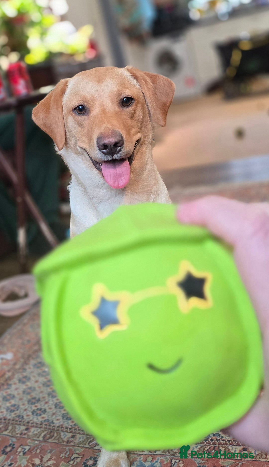 Labrador Retriever dogs for sale: Nova our bouncy young lady - Image 3