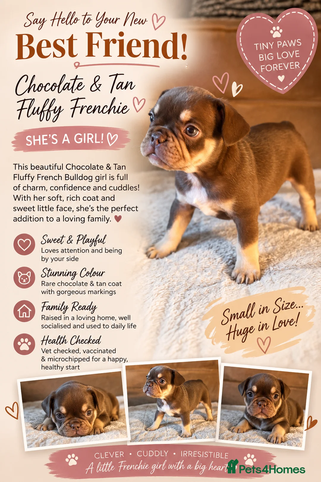 French Bulldog dogs for sale: Fluffy French bulldogs  - Advert 8