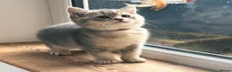 British Shorthair cats for sale: GCCF/TICA British Shorthair Kittens–Champion Lines - Advert 18