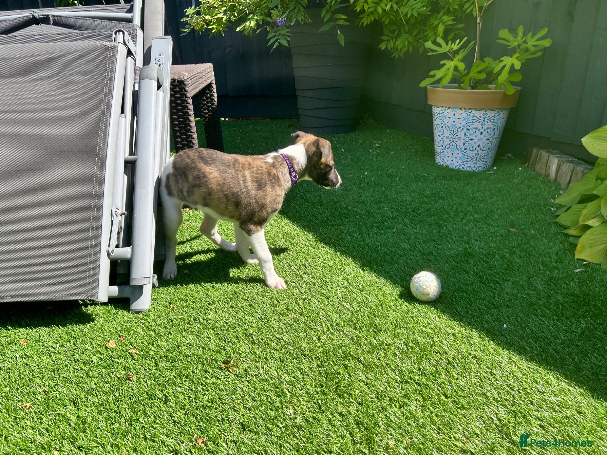 Whippet dogs Beautiful whippet puppy ready now - Advert 2