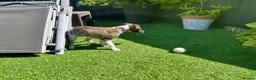 Whippet dogs for sale: Beautiful whippet puppy  - Advert 14