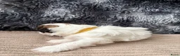 Lhasa Apso dogs for sale: KC Lhasa Apso Puppies – Ancestor of Shih Tzu - Advert 13