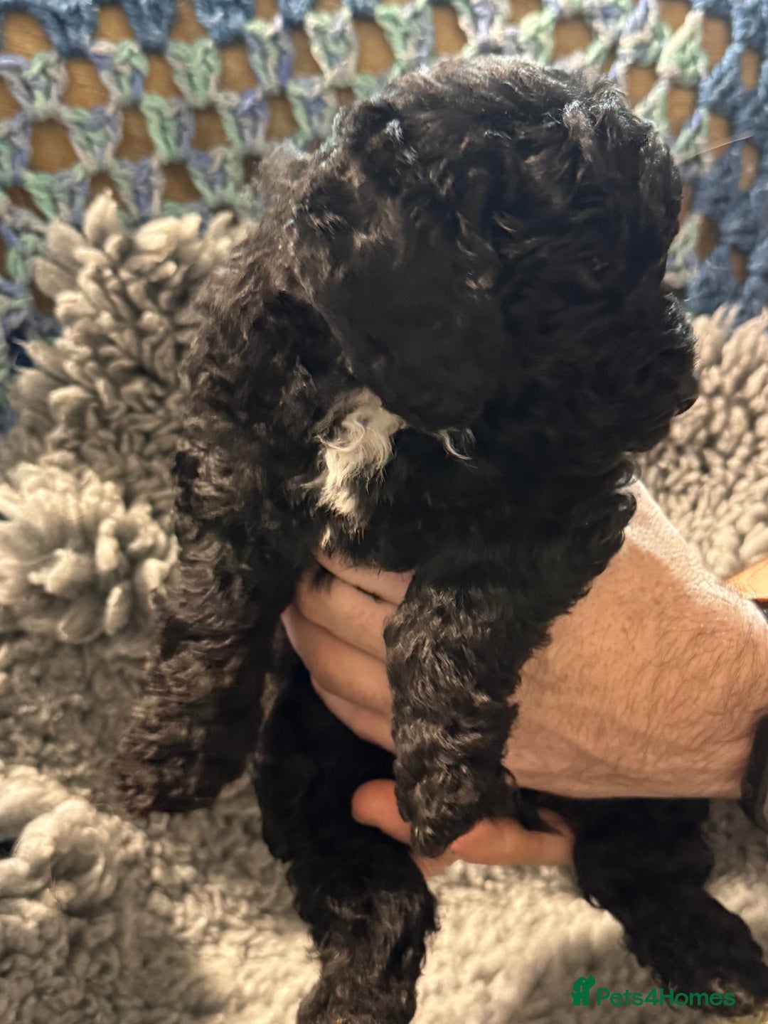Cockapoo dogs for sale: Gorgeous F1B Cockapoo Puppies hypoallergenic  - Advert 17