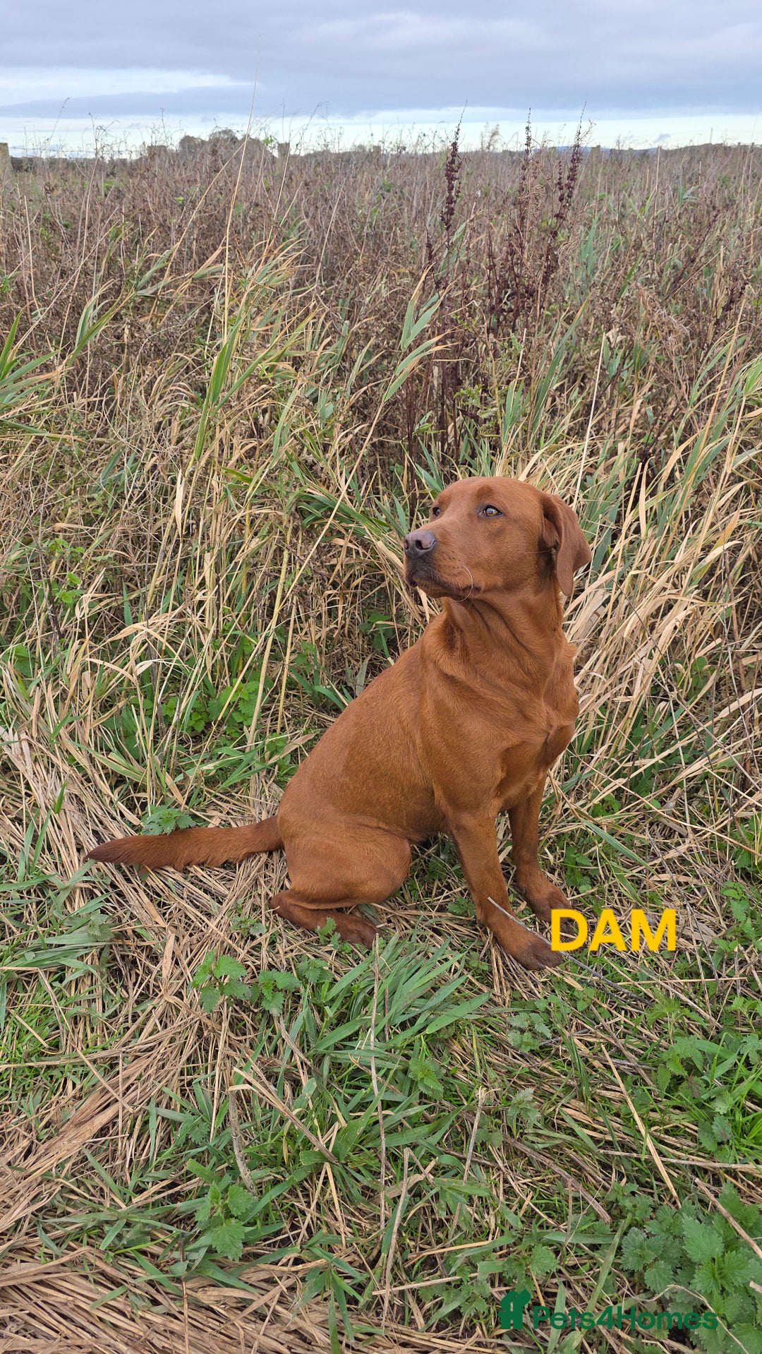 Labrador Retriever dogs for sale: Very Dark Fox Red Labrador Puppies *Health Tested* - Advert 13
