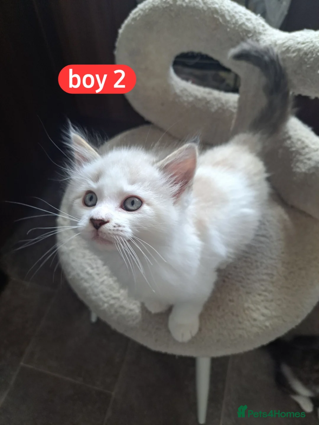 Mixed Breed cats for sale: 💜3 beautiful kittens Maine coon mix Ragdoll  🍭 - Advert 2