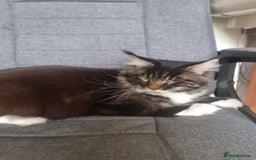 Maine Coon cats for sale: Gorgeous Male Maine Coon  - Image 8