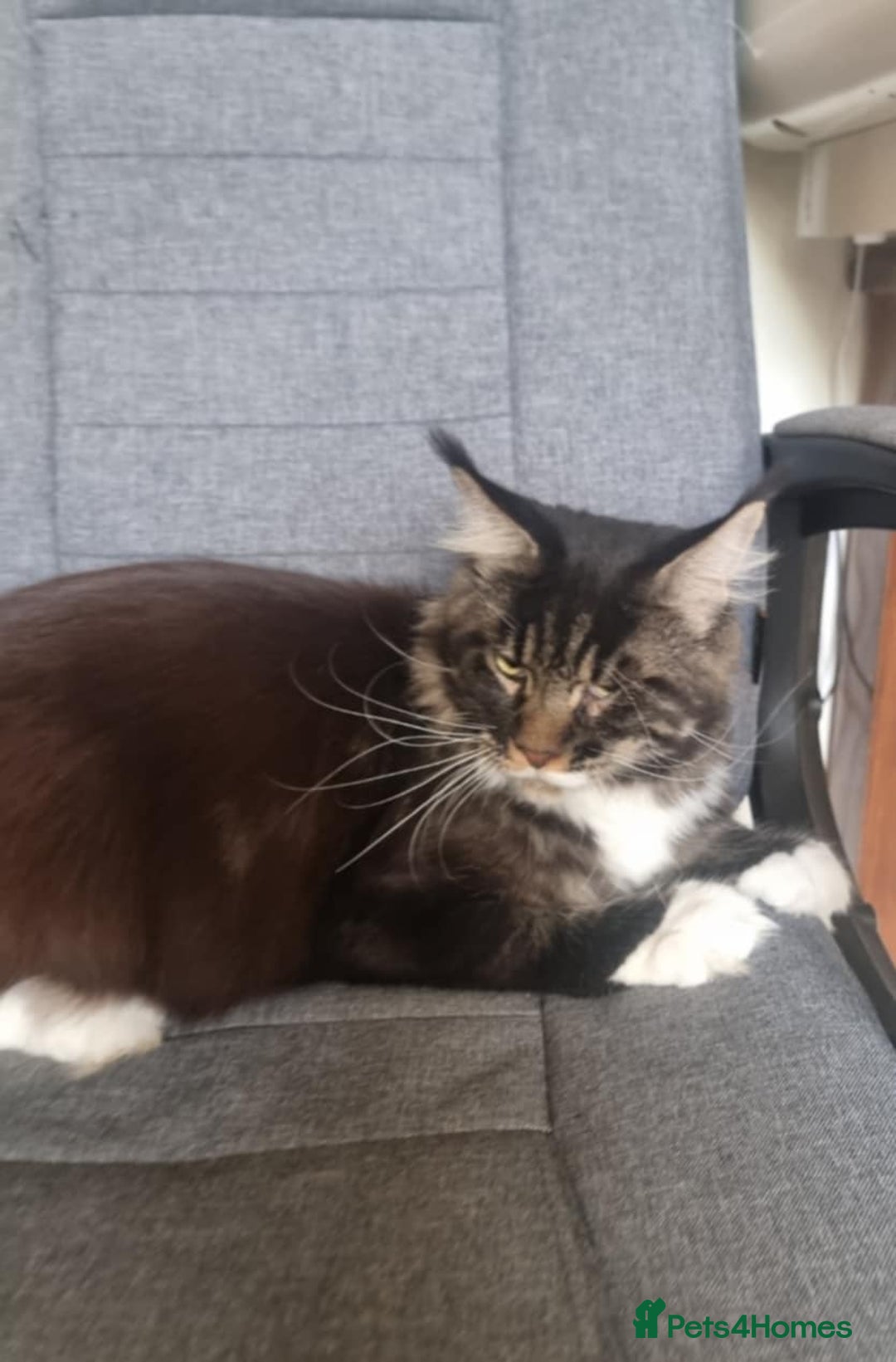 Maine Coon cats for sale: Gorgeous Male Maine Coon  - Image 8