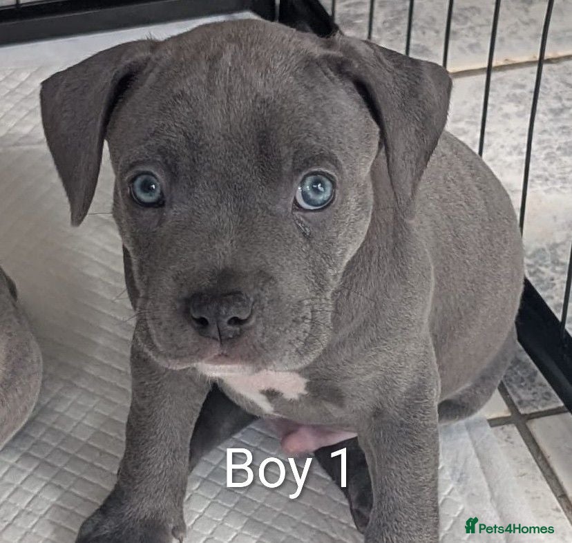 Mixed Breed dogs Blue Staffordshire Bull Terrier pups  - Advert 1
