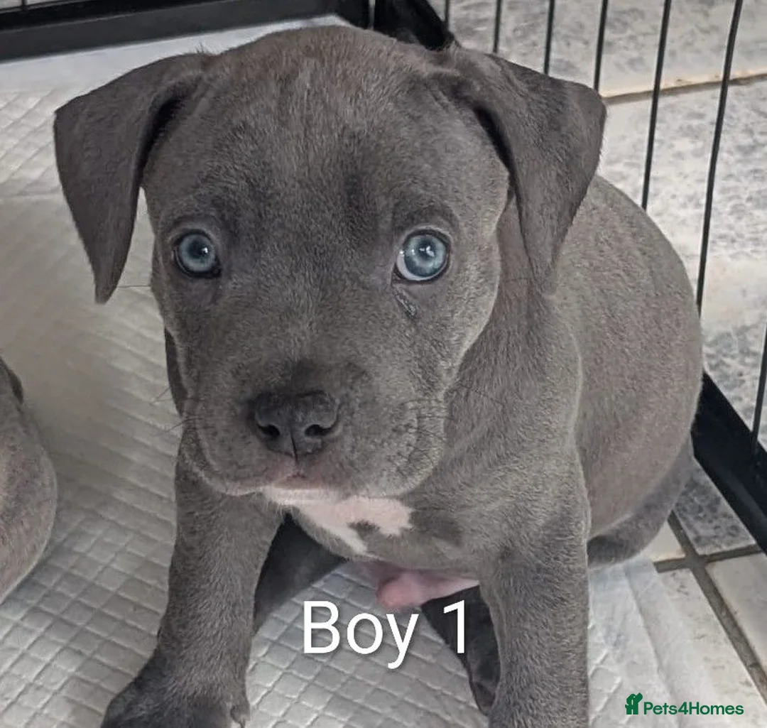 Mixed Breed dogs for sale: Blue Staffordshire Bull Terrier pups  - Advert 1