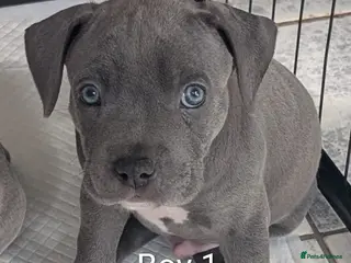 Mixed Breed dogs Ready to leave Blue Staffordshire Bull Terrierpups - Advert 1