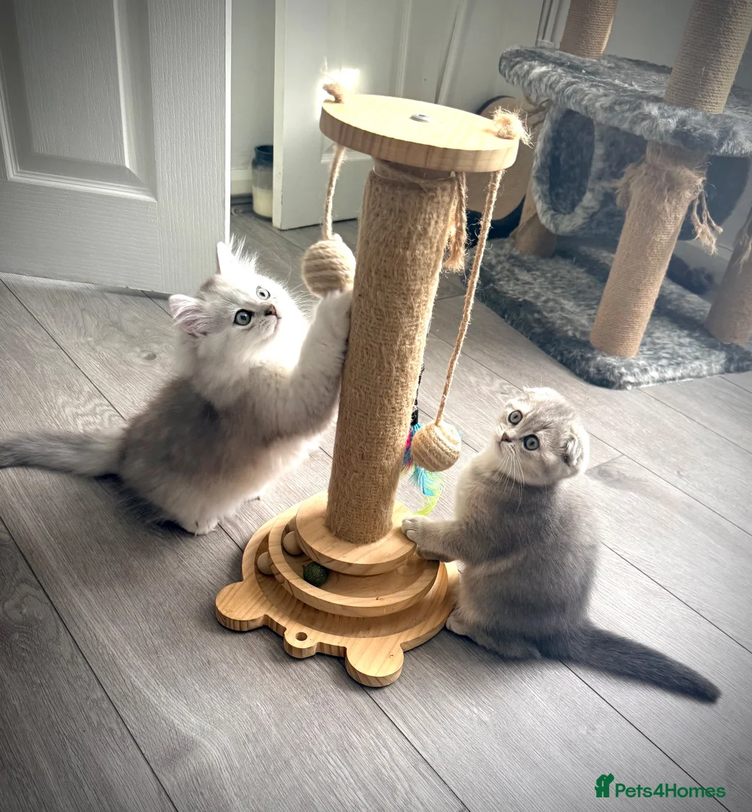 Scottish Fold cats for sale: 😻Stunning Scottish fold/straight kittens❤️😍😻 - Advert 13