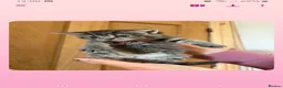 Mixed Breed cats for sale: Grey tabby tortie kittens - Advert 9