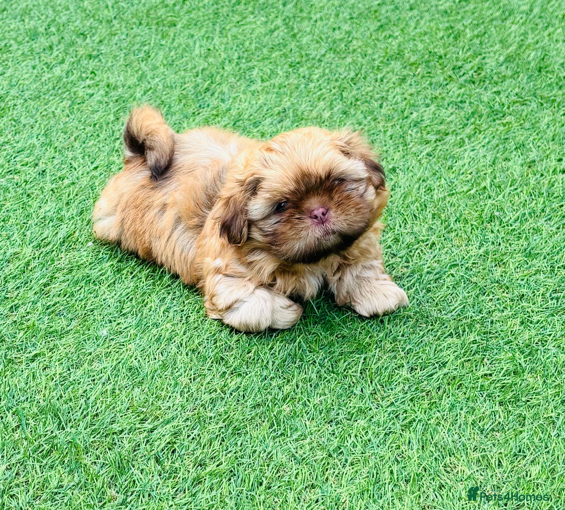 Shih Tzu dogs Handsome liver Shih Tzu boy puppy  - Advert 4
