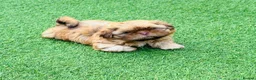 Shih Tzu dogs for sale: Handsome liver Shih Tzu boy puppy  - Advert 1