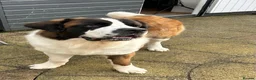 Saint Bernard dogs for stud: Proven Rough coated saint bernard  in Nottingham - Advert 3