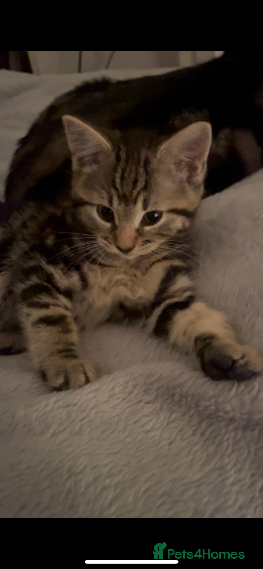 Mixed Breed cats for sale: Kittens for sale  - Advert 6