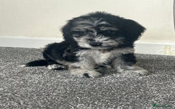 Cavapoo dogs for sale: Health tested Cavapoo puppies  - Image 2
